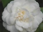 Camellia japonica joshua E Youtz